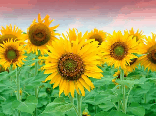 2024年用什么微信头像好运招财?2024年用什么头像有好运