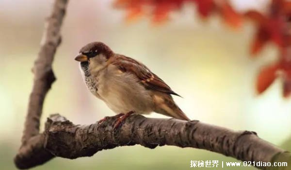 麻雀随处可见为何很少看到麻雀的尸体（四种原因）插图2