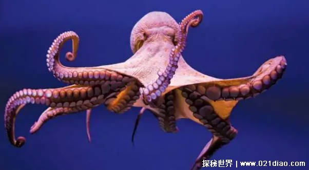 在海洋里最聪明的软体动物是什么插图1