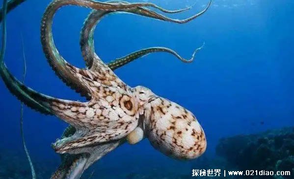在海洋里最聪明的软体动物是什么插图2