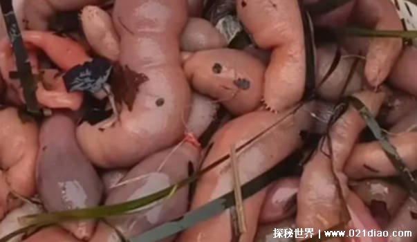 海边发生多起捞海肠溺水事件 溺水抢救的黄金时间插图1