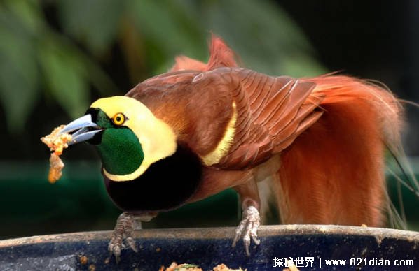 世界上最美的鸟（天堂极乐鸟）插图1