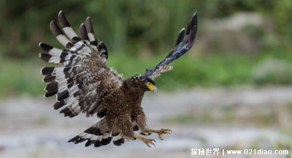 世界上最厉害的飞禽（蛇雕）插图1