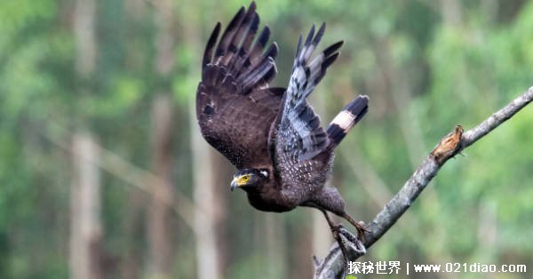 世界上最厉害的飞禽（蛇雕）插图2