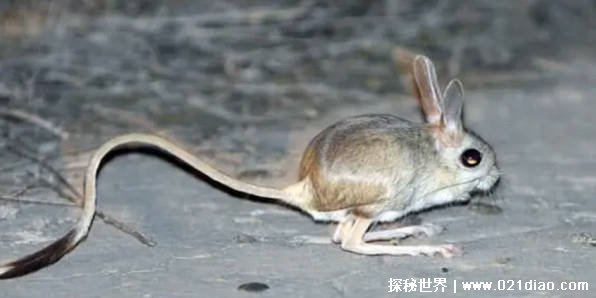 一种有袋鼠大长腿 兔子大耳朵和猴子长尾巴的老鼠 存在吗插图1 一种有袋鼠大长腿 兔子大耳朵和猴子长尾巴的老鼠 存在吗插图1