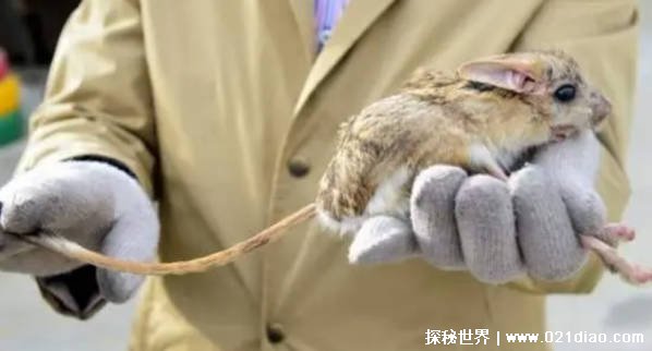 一种有袋鼠大长腿 兔子大耳朵和猴子长尾巴的老鼠 存在吗插图2 一种有袋鼠大长腿 兔子大耳朵和猴子长尾巴的老鼠 存在吗插图2