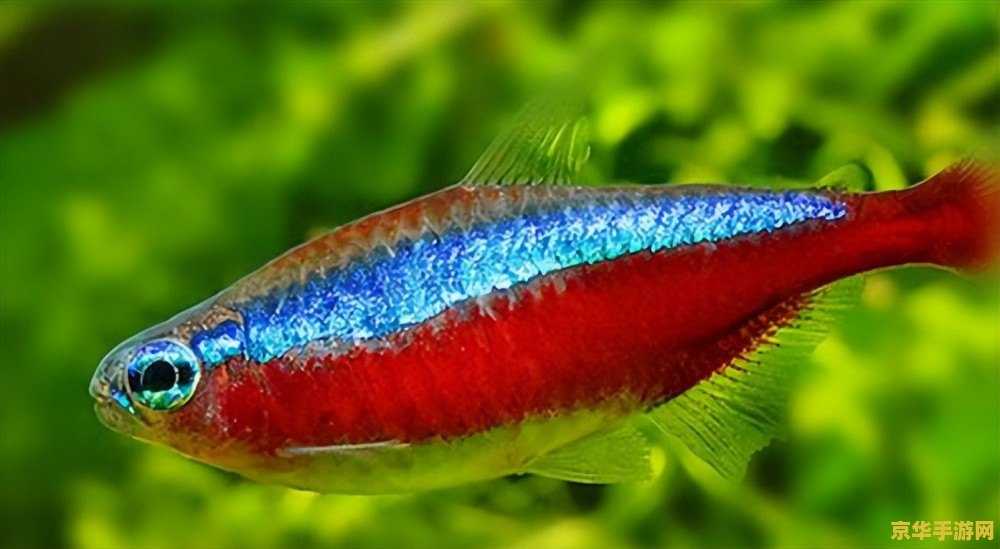 英雄联盟装备差钱怎么显示 英雄联盟装备差钱怎么显示