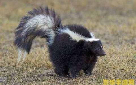 原神镇守之森结界解法 原神镇守之森结界解法