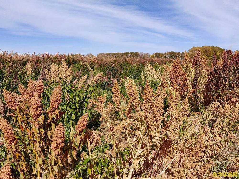 王者荣耀中猥琐是什么意思 王者荣耀中“猥琐”是什么意思**