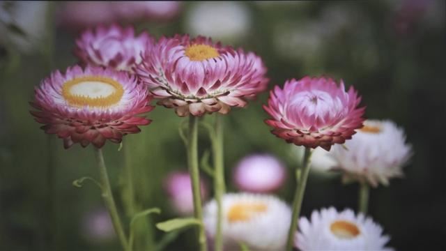 性价比拉满的千元卧室投影 哈趣K2投影仪详细评测插图21