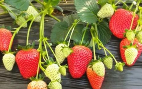 草莓价格腰斩了 后期或还会继续降价！