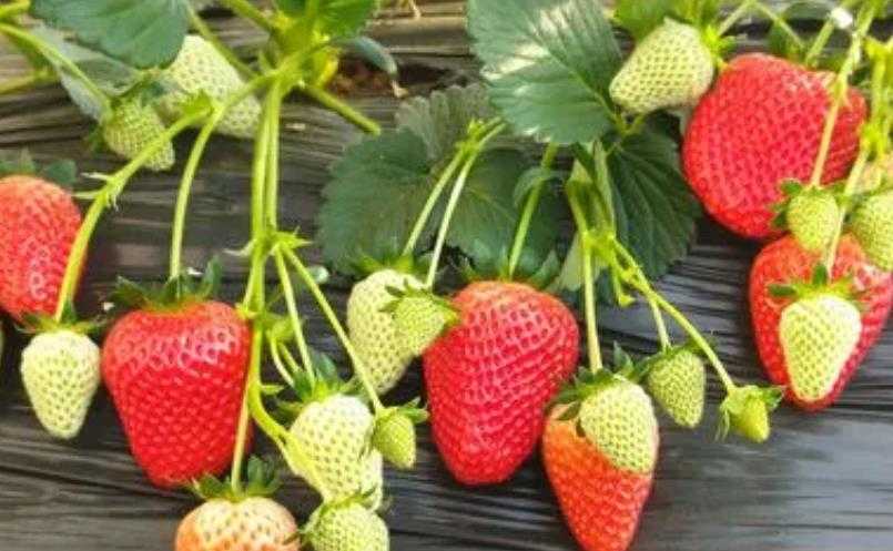 草莓价格腰斩了 后期或还会继续降价！