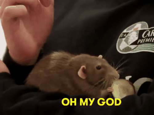 你敢吃尝尝吗！网红小哥训练老鼠当厨师：还做菜给朋友吃