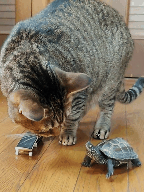 日本网友家的乌龟竟学会了玩滑板：还总喜欢撞猫