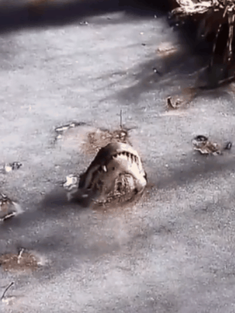 鳄鱼冬眠罕见画面曝光!冻在水里、只有鼻子露出冰面插图5 鳄鱼冬眠罕见画面曝光!冻在水里、只有鼻子露出冰面