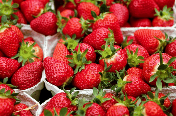 春节后草莓价格腰斩了：终于实现草莓自由