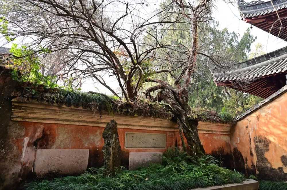 隋梅花该开了吧，游国清寺