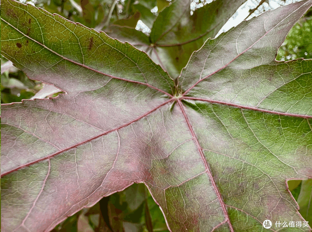 好物推荐！揭秘“2024年最佳拍照”手机：拍出完美照片的秘密