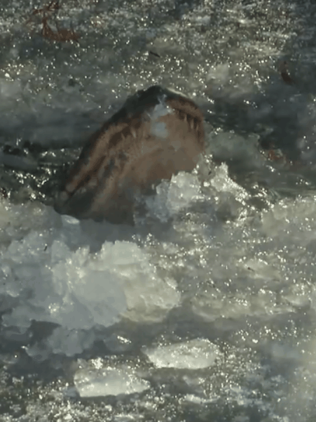 鳄鱼冬眠罕见画面曝光!冻在水里、只有鼻子露出冰面插图3 鳄鱼冬眠罕见画面曝光!冻在水里、只有鼻子露出冰面