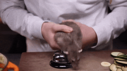 你敢吃尝尝吗！网红小哥训练老鼠当厨师：还做菜给朋友吃