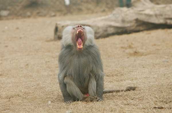 德国动物园杀一半狒狒喂其他动物 园方：为了狒狒好