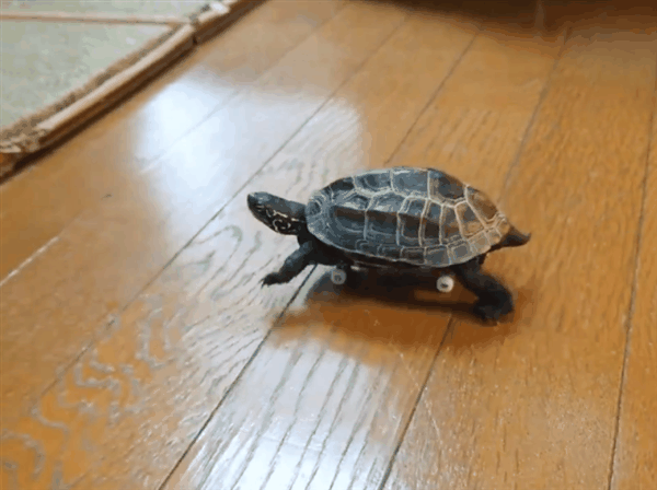 日本网友家的乌龟竟学会了玩滑板：还总喜欢撞猫