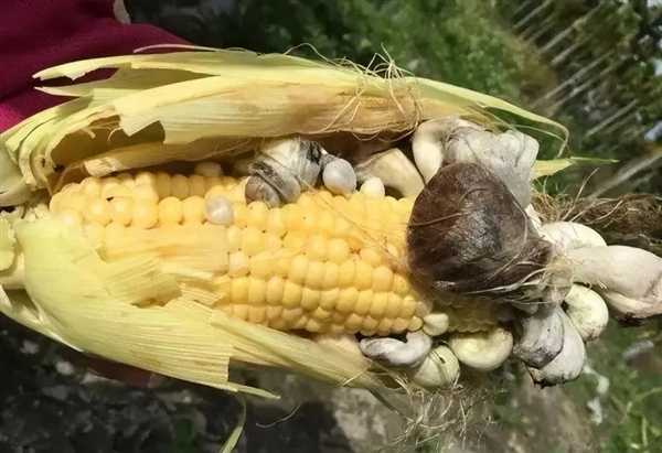 中国失传1000年的主食：现在成了“土豪米” 昂贵还得进口