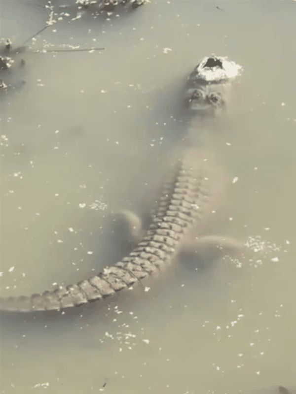 鳄鱼冬眠罕见画面曝光!冻在水里、只有鼻子露出冰面插图1 鳄鱼冬眠罕见画面曝光!冻在水里、只有鼻子露出冰面