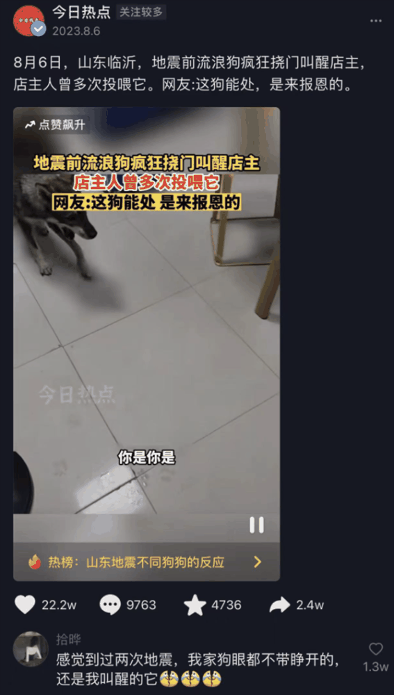 猫咪叼老鼠给主人是在报恩吗