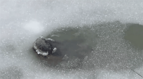 鳄鱼冬眠罕见画面曝光!冻在水里、只有鼻子露出冰面插图6 鳄鱼冬眠罕见画面曝光!冻在水里、只有鼻子露出冰面