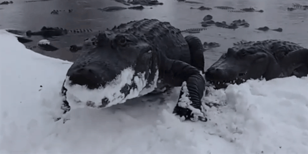 鳄鱼冬眠罕见画面曝光!冻在水里、只有鼻子露出冰面插图9 鳄鱼冬眠罕见画面曝光!冻在水里、只有鼻子露出冰面