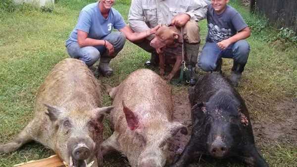 捕一头赚1万!江苏邀请野猪猎人狩猎 网友:我能参与吗插图6 捕一头赚1万!江苏邀请野猪猎人狩猎 网友:我能参与吗