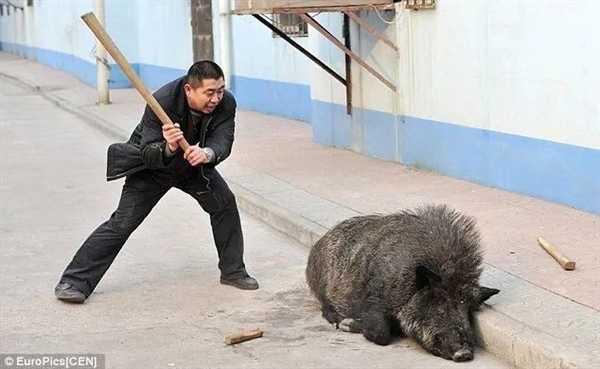 捕一头赚1万!江苏邀请野猪猎人狩猎 网友:我能参与吗插图7 捕一头赚1万!江苏邀请野猪猎人狩猎 网友:我能参与吗