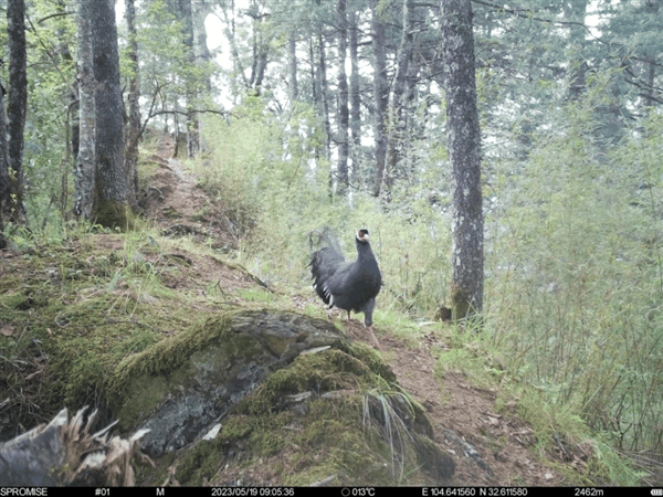 叫声可传数公里远！我国特有的蓝色妖鸡：难得一见