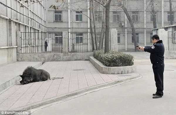 捕一头赚1万!江苏邀请野猪猎人狩猎 网友:我能参与吗插图5 捕一头赚1万!江苏邀请野猪猎人狩猎 网友:我能参与吗