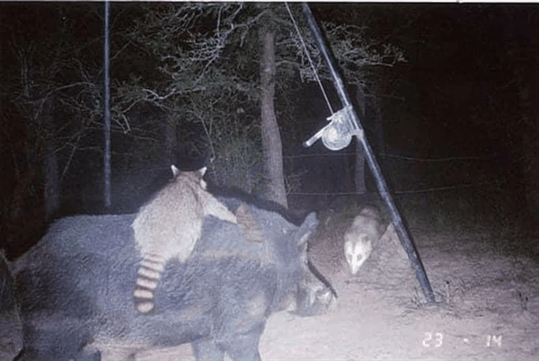 浣熊狂野骑行野猪 找负鼠决斗！真的还是假的