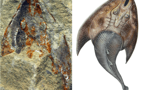 破案了！这对失散4.38亿年的兄弟被发现时 竟然相距不到200公里