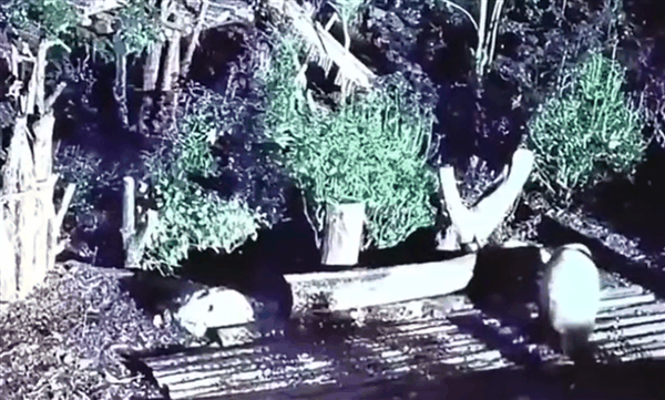 除夕夜熊猫“花花”被遗忘外场 官方回应：饲养员被解雇