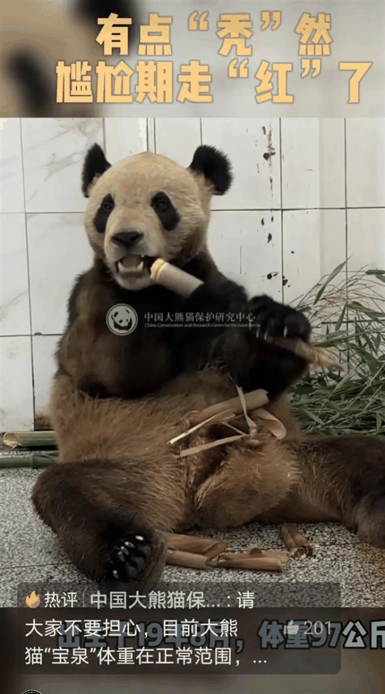 猫咪叼老鼠给主人是在报恩吗