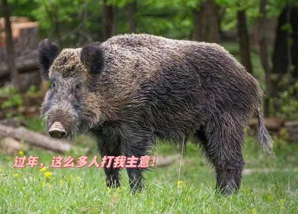 捕一头赚1万!江苏邀请野猪猎人狩猎 网友:我能参与吗插图 捕一头赚1万!江苏邀请野猪猎人狩猎 网友:我能参与吗