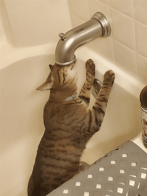 起猛了！小猫咪竟然和水龙头疯狂大战