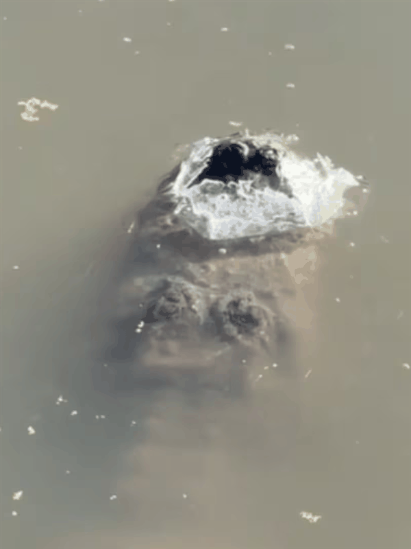 鳄鱼冬眠罕见画面曝光!冻在水里、只有鼻子露出冰面插图2 鳄鱼冬眠罕见画面曝光!冻在水里、只有鼻子露出冰面