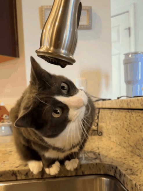 起猛了！小猫咪竟然和水龙头疯狂大战