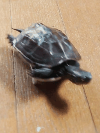 日本网友家的乌龟竟学会了玩滑板：还总喜欢撞猫