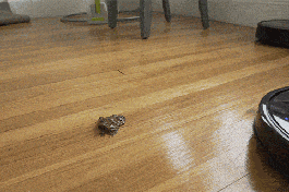 第一个立志要嫁给AI投影的人出现了！