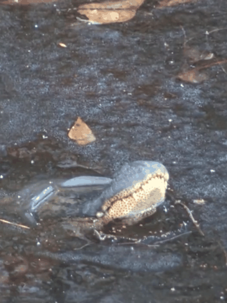 鳄鱼冬眠罕见画面曝光!冻在水里、只有鼻子露出冰面插图7 鳄鱼冬眠罕见画面曝光!冻在水里、只有鼻子露出冰面