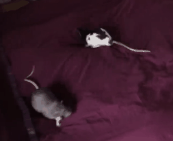 你敢吃尝尝吗！网红小哥训练老鼠当厨师：还做菜给朋友吃