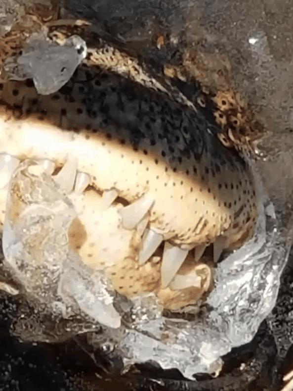 鳄鱼冬眠罕见画面曝光!冻在水里、只有鼻子露出冰面插图4 鳄鱼冬眠罕见画面曝光!冻在水里、只有鼻子露出冰面