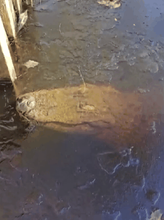 鳄鱼冬眠罕见画面曝光!冻在水里、只有鼻子露出冰面插图8 鳄鱼冬眠罕见画面曝光!冻在水里、只有鼻子露出冰面