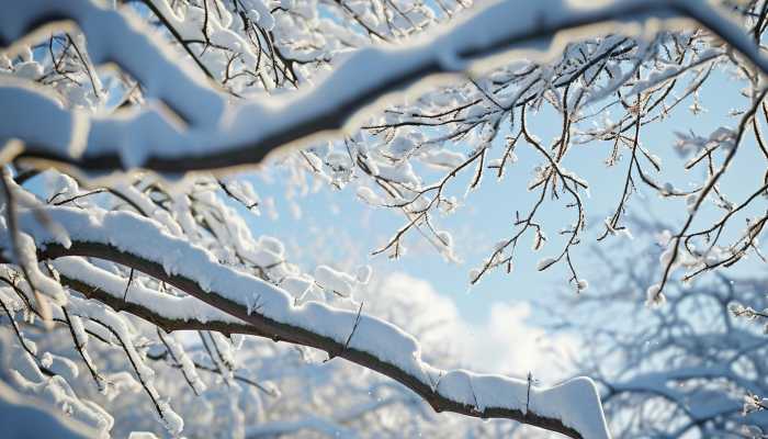 2024年春运天气：龙年首场寒潮蓄势待发 注意及时添衣